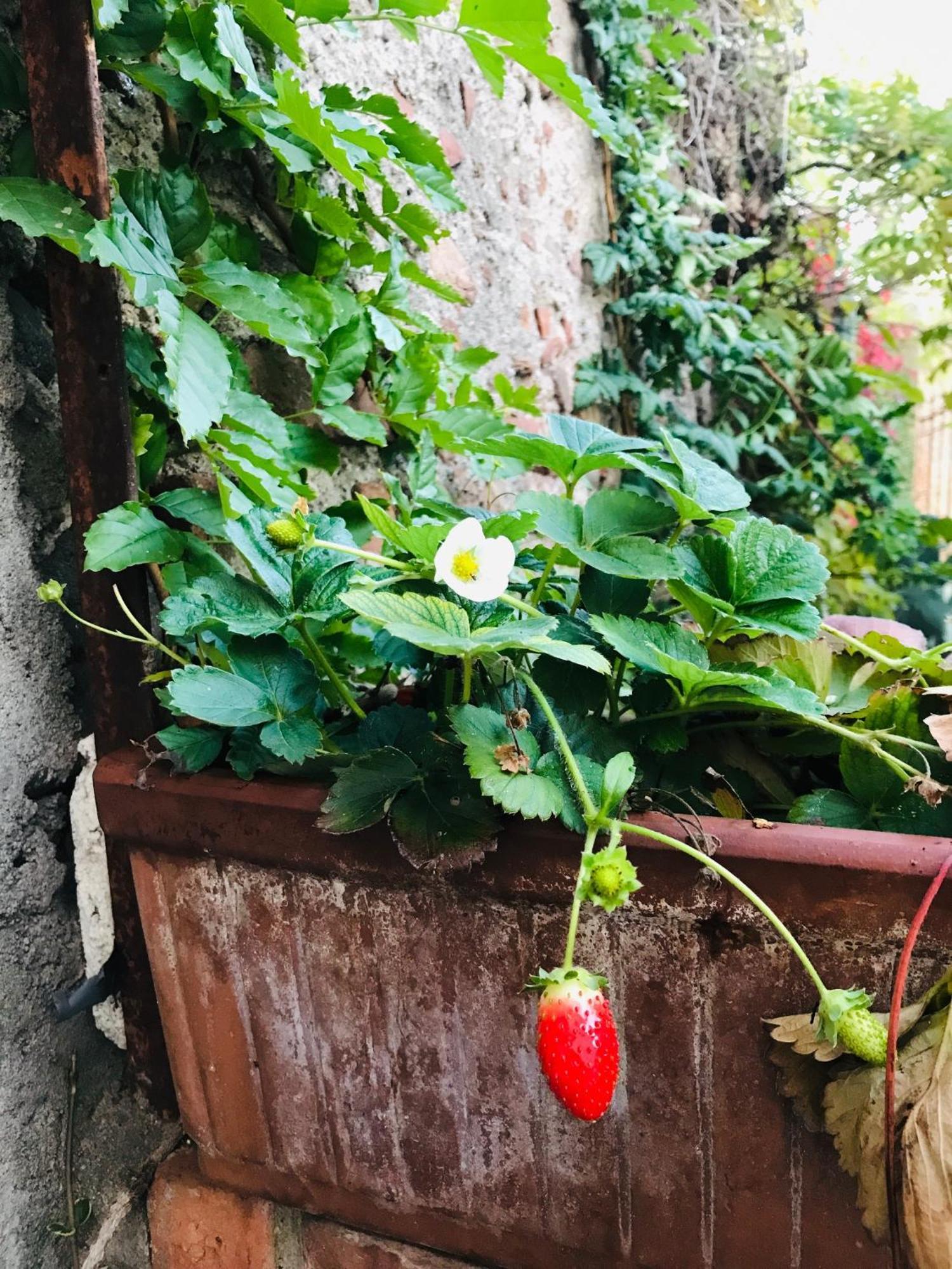 Una Casa Di Campagna Dossobuono Extérieur photo